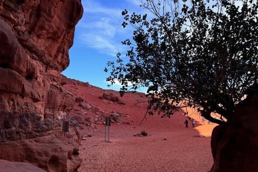 A red rock canyon with a tree in the foreground and a clear sky. 4