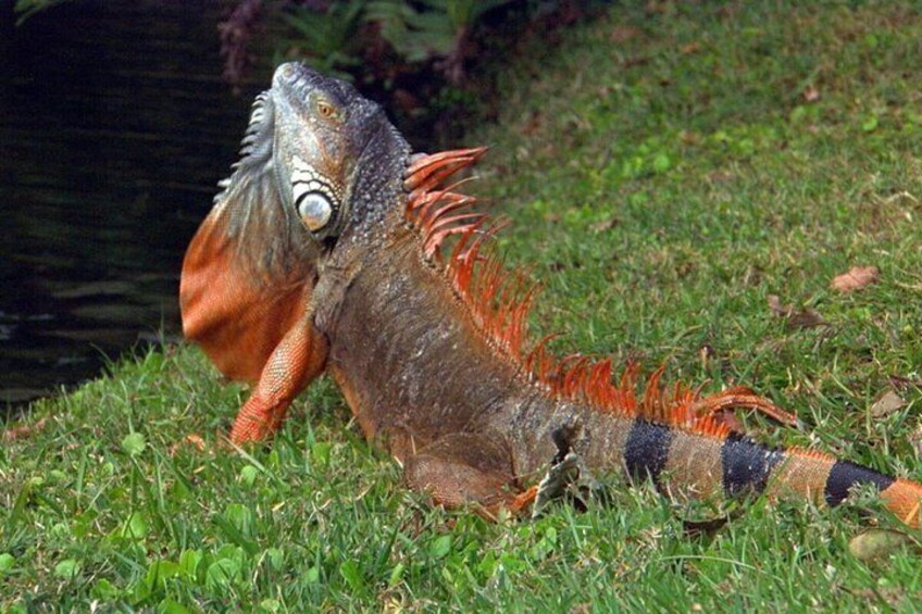 An iguana on grass near water. 4