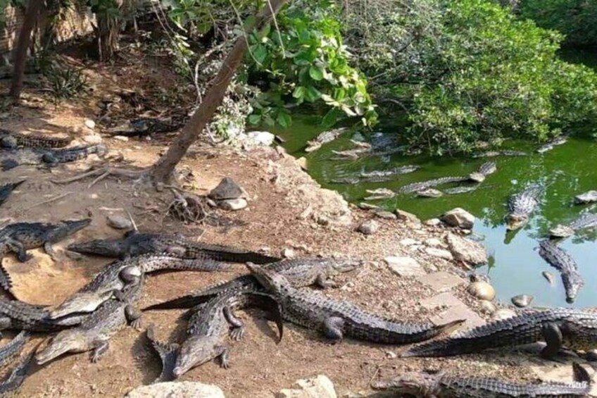 A group of crocodiles on a rocky shore near a body of water. 3