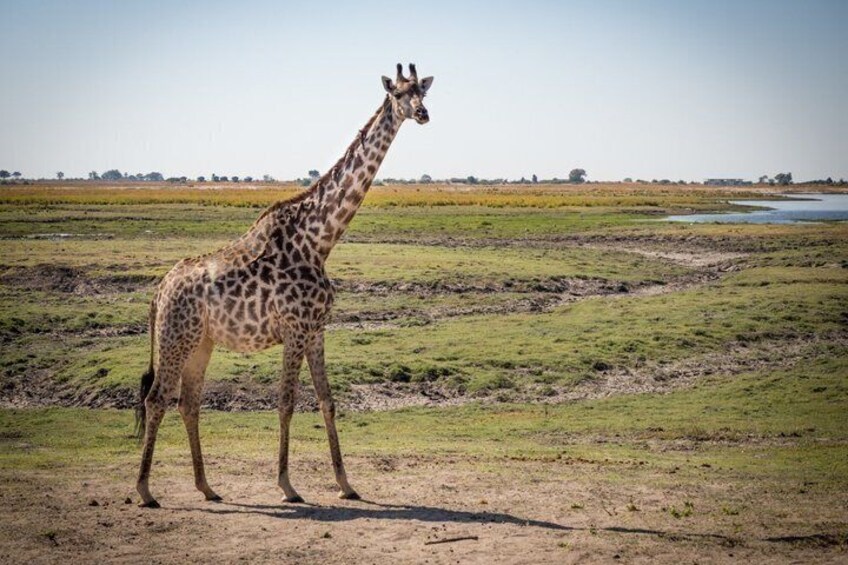 A giraffe standing in a grassy field with a water body in the background. 3