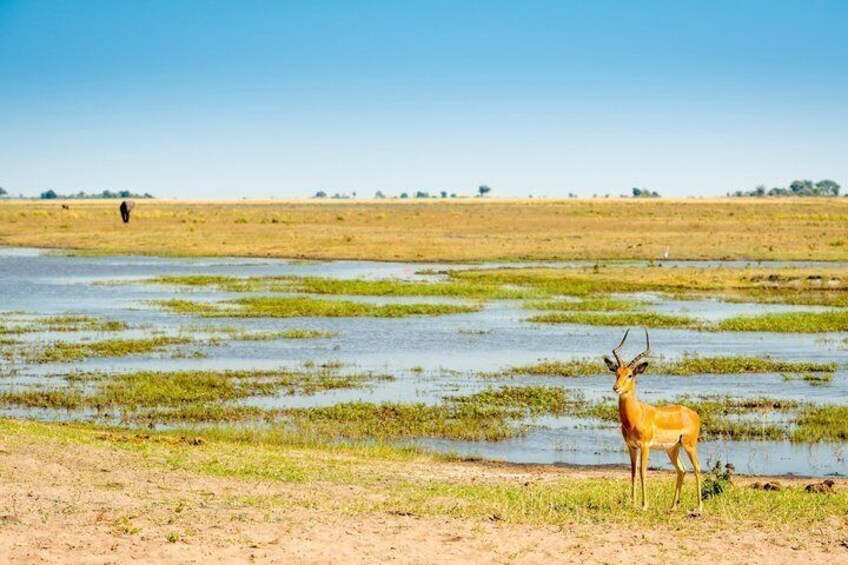 A savanna landscape with a water body and a solitary antelope. 2