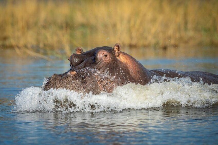 Hippos in water with a grassy background. 1