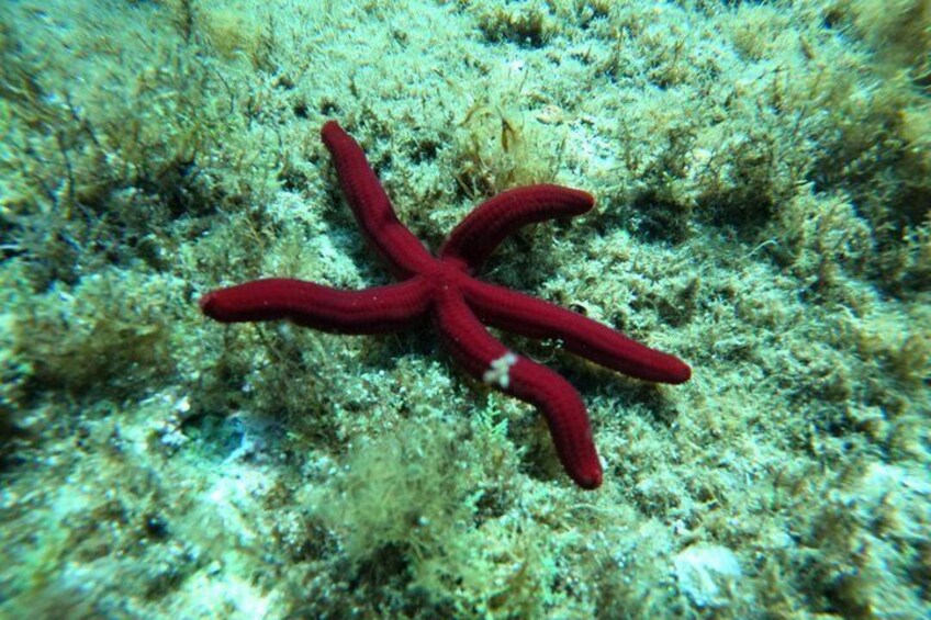 A red starfish on a coral reef. 2