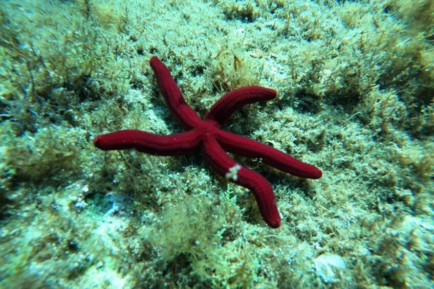 A red starfish on a rocky underwater surface. 2