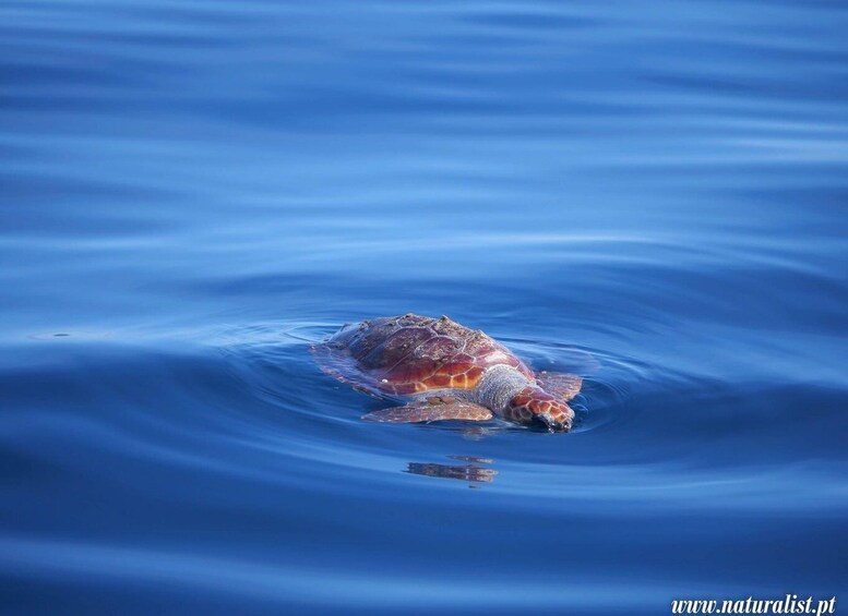 Picture 3 for Activity Pico, Madalena: Research Whale & Dolphin Expedition 5