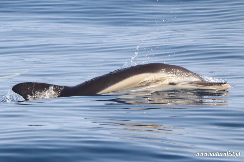 Picture 2 for Activity Pico, Madalena: Research Whale & Dolphin Expedition 4