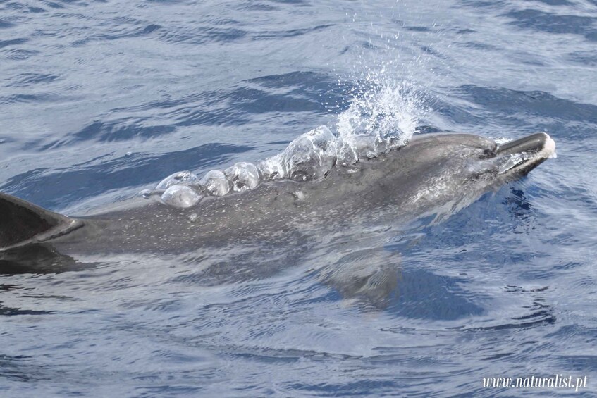 A whale breaching with water splashing around its head. 4
