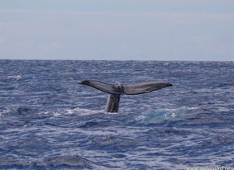 A whale's tail above the ocean surface. 5