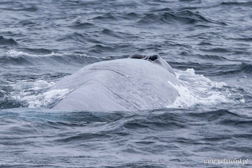 A large whale swimming in the ocean. 2