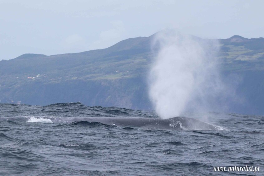 A whale breaching the ocean surface with a mountain in the background. 1