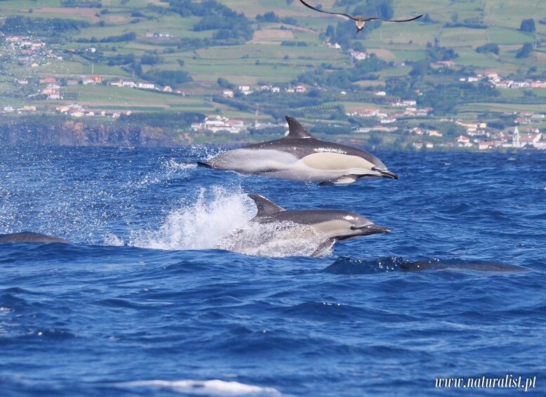Dolphins jumping out of the water with a coastal town in the background. 3