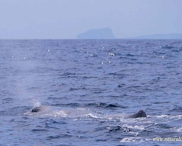 Picture 5 for Activity Pico, Madalena: Research Whale & Dolphin Expedition 3
