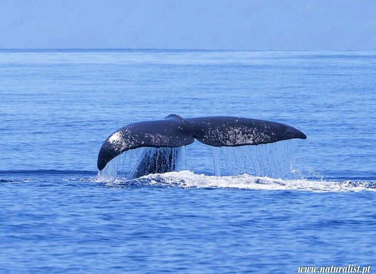 Picture 1 for Activity Pico, Madalena: Research Whale & Dolphin Expedition 2