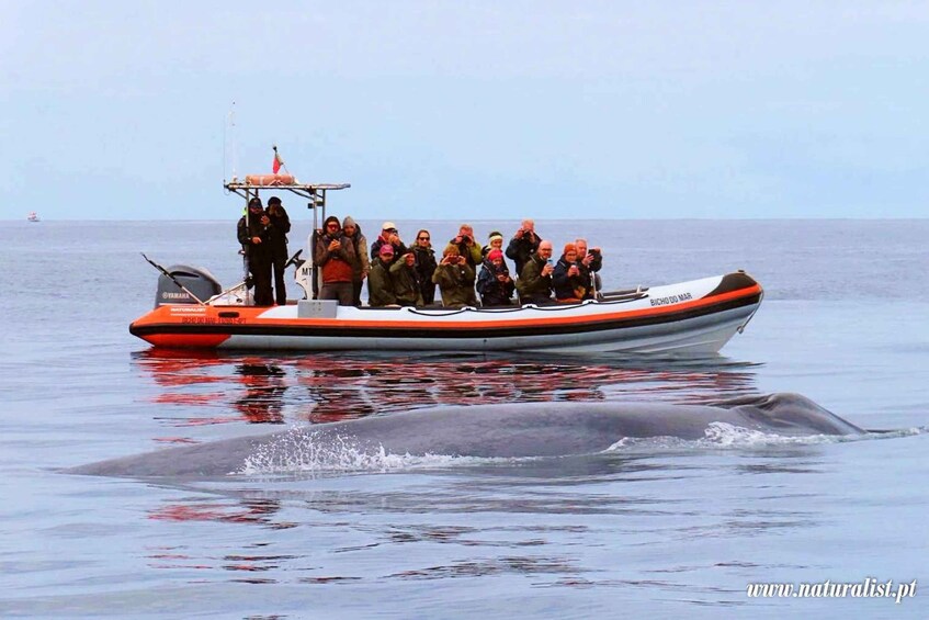 Pico, Madalena: Research Whale & Dolphin Expedition 1