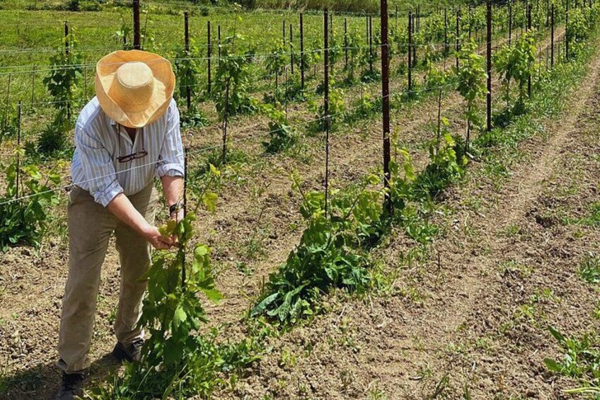 Winery Tasting Among the Hills with a Winemaker in Caserta 1