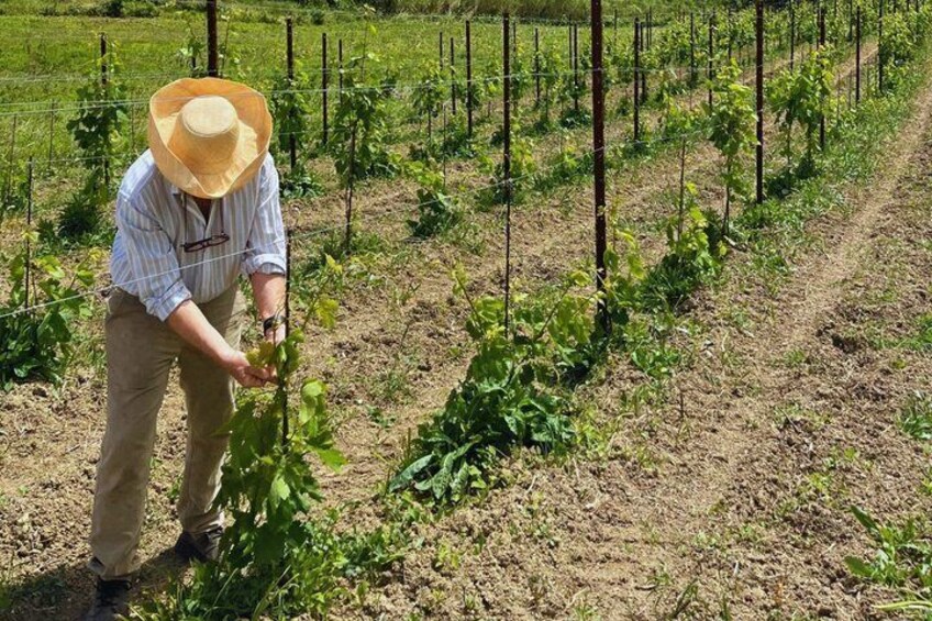 A person in a field with rows of plants, wearing a hat and a striped shirt. 1