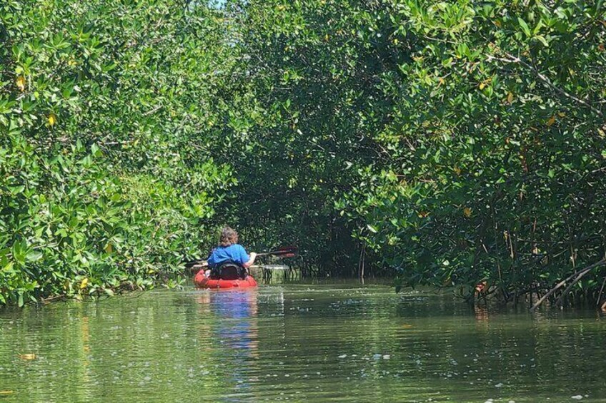 Hopkins Eco Kayaking Adventure Freshwater Creek Lagoon 2