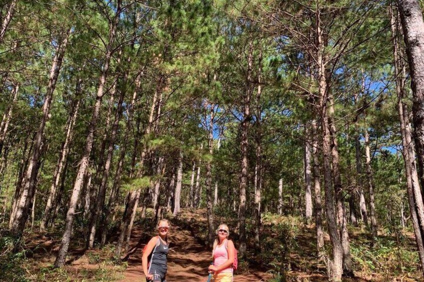 A forested area with tall pine trees and a dirt path. 5