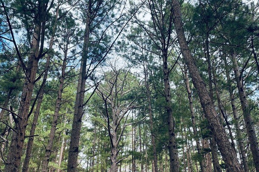A dense forest with tall pine trees. 1