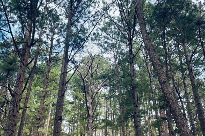 A dense forest of tall pine trees with a clear sky above. 1
