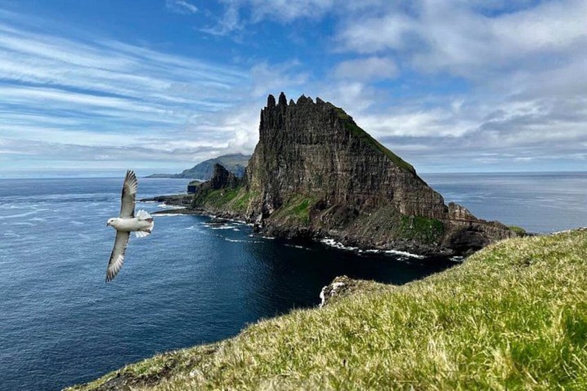 A seagull flying over a coastal cliff with a view of the ocean. 3