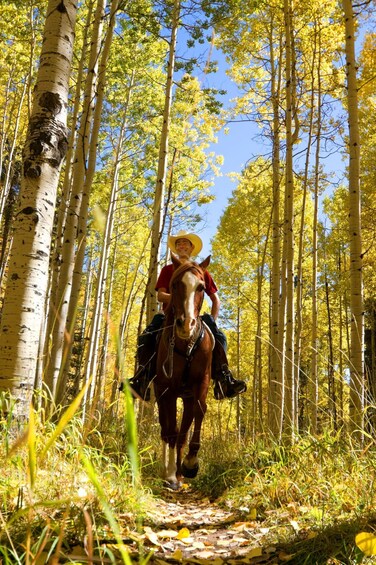 A person riding a horse through a forest with birch trees. 4