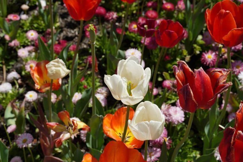 A garden with red, white, and orange tulips among various other flowers. 2