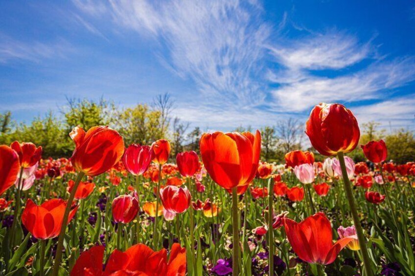 A field of red tulips with a clear blue sky in the background. 5