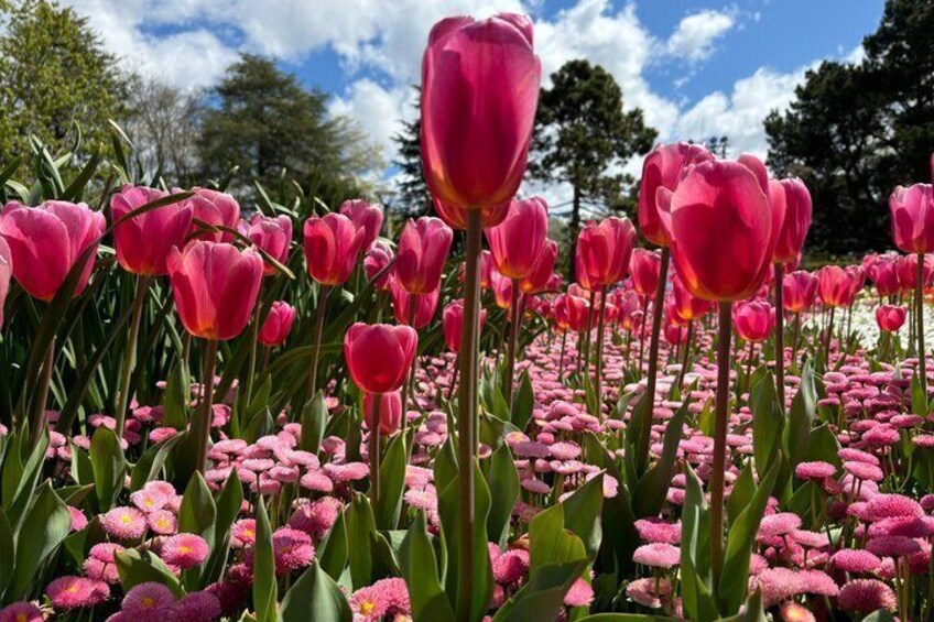 A field of pink tulips with green foliage and trees in the background. 4