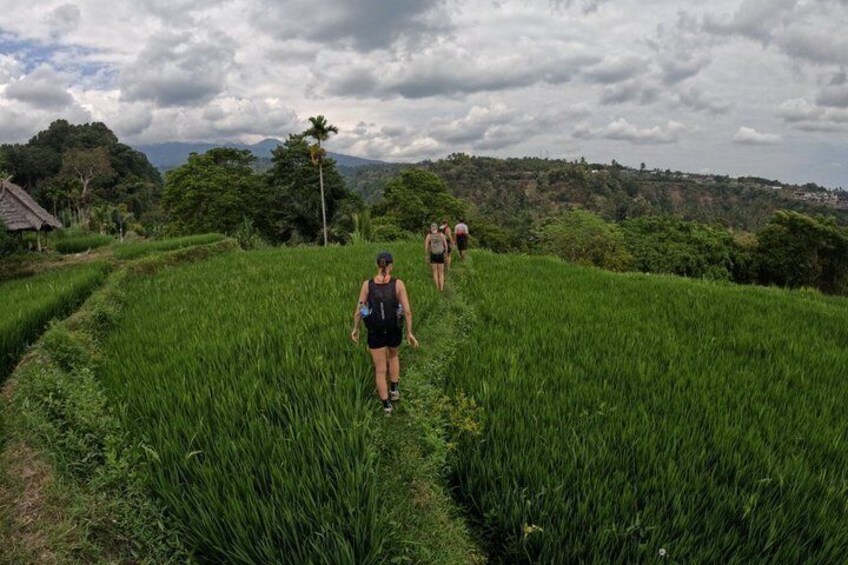 A person walking through a lush green rice field with a mountain in the background. 2