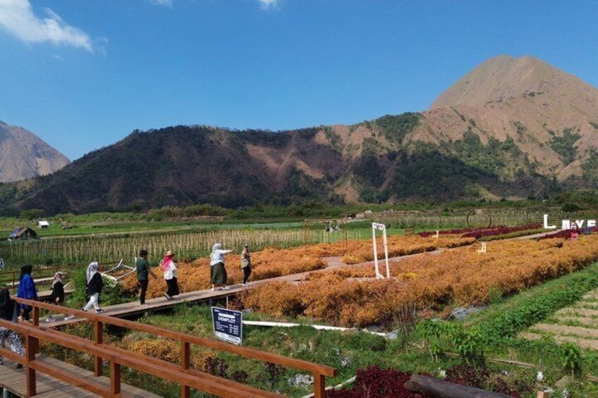 Lombok Waterfall Tour and Selong Hill Sembalun Tour 4