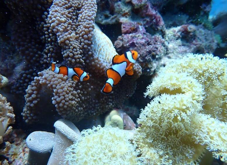 Two clownfish swimming among coral reefs. 3