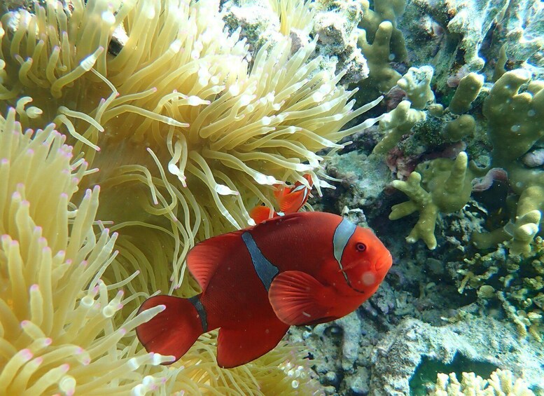 A red fish with black stripes swimming near yellow anemones in a coral reef. 4