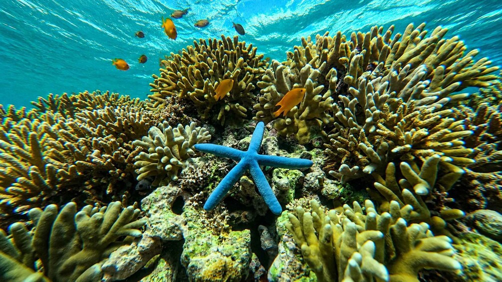 Picture 8 for Activity Pemuteran: Menjangan Island Snorkeling with Lunch & Pickup 2