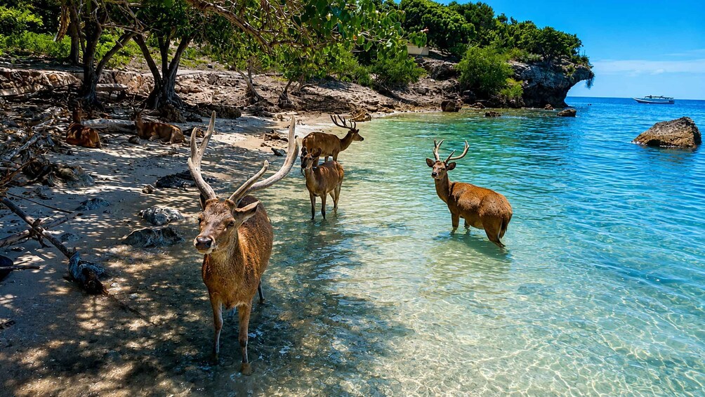 Three deer in a shallow, clear coastal water. 3