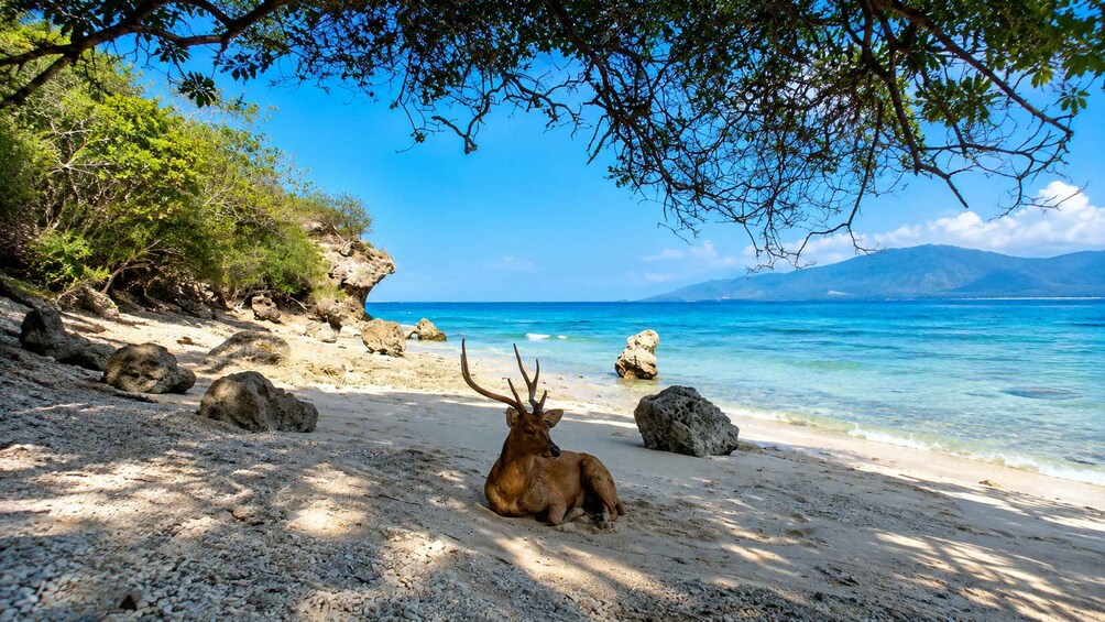 A deer on a sandy beach with clear blue water and rocky outcrops. 2