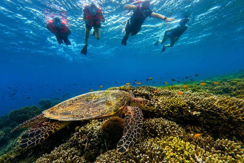 A sea turtle swimming near a coral reef with divers in the background. 2