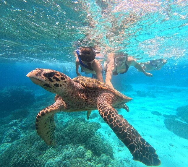 A sea turtle swimming underwater with snorkelers. 1