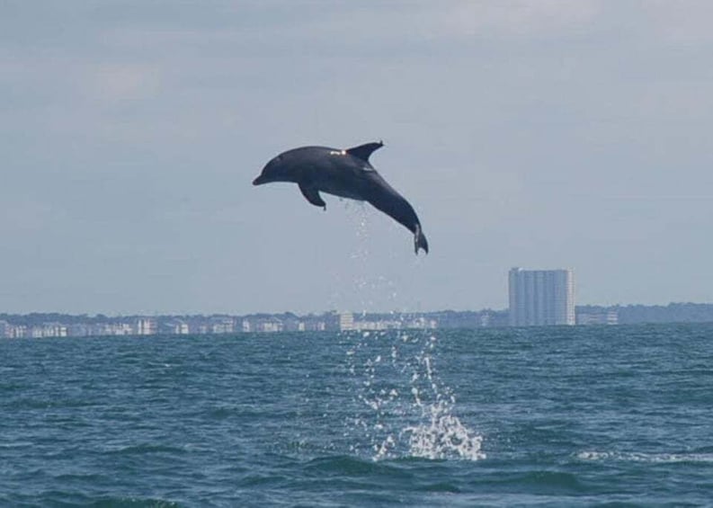 A dolphin jumping out of the water with a city skyline in the background. 2