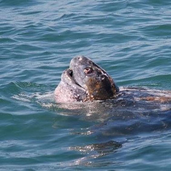 A seal swimming in the ocean. 5