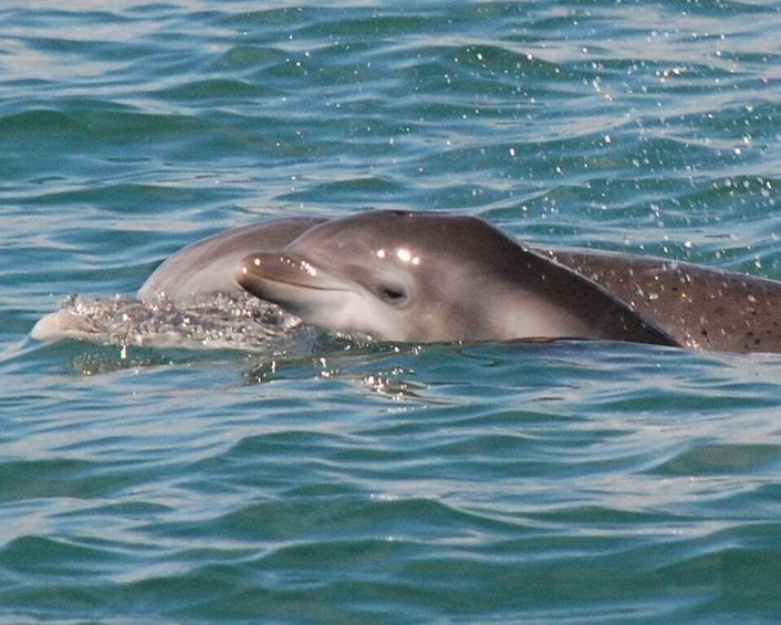 A dolphin swimming in the ocean. 1