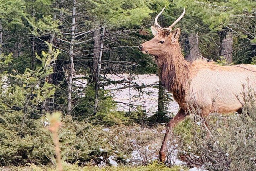 A large elk in a forested area with dense trees and underbrush. 3