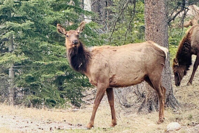 A moose in a forested area with trees and underbrush. 2