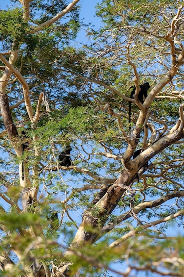 A tree with branches and leaves, and a monkey on one of the branches. 3