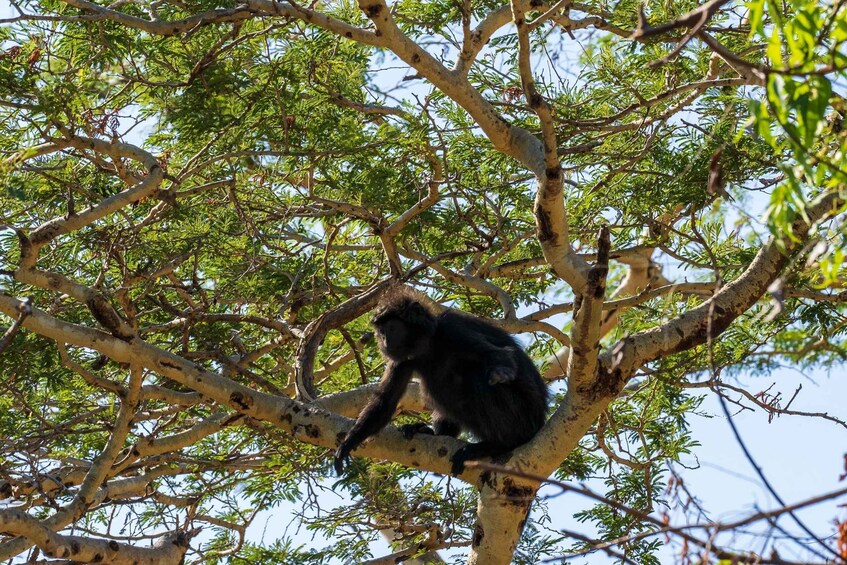 A monkey sitting on a tree branch. 1