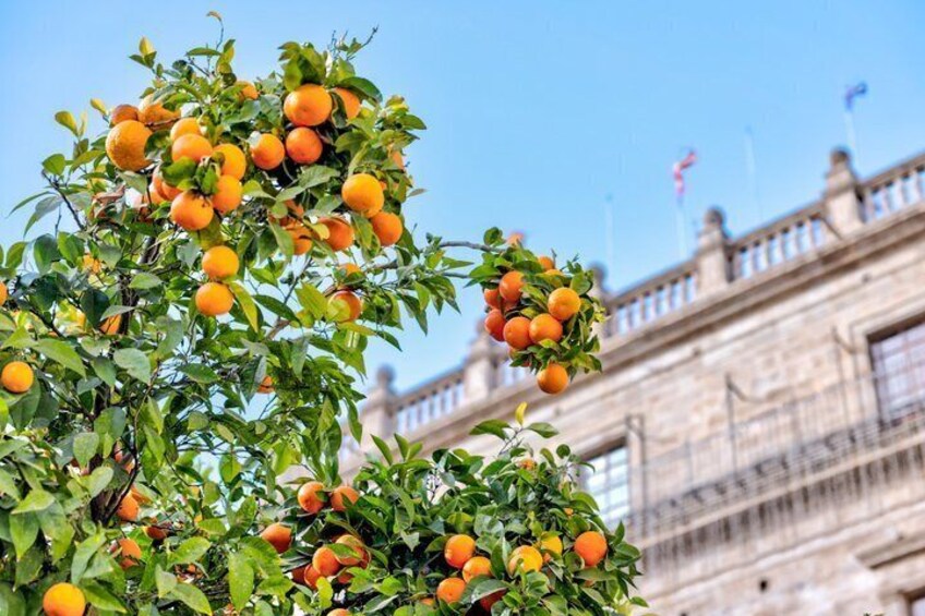 A tree with ripe oranges in front of a historic building. 3