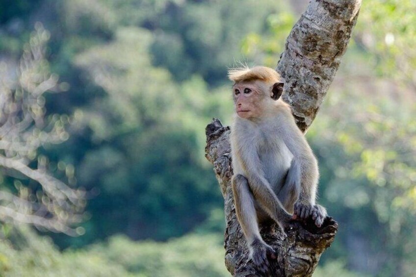 Sigiriya to Minneriya Safari Eco Jeep Adventure 5