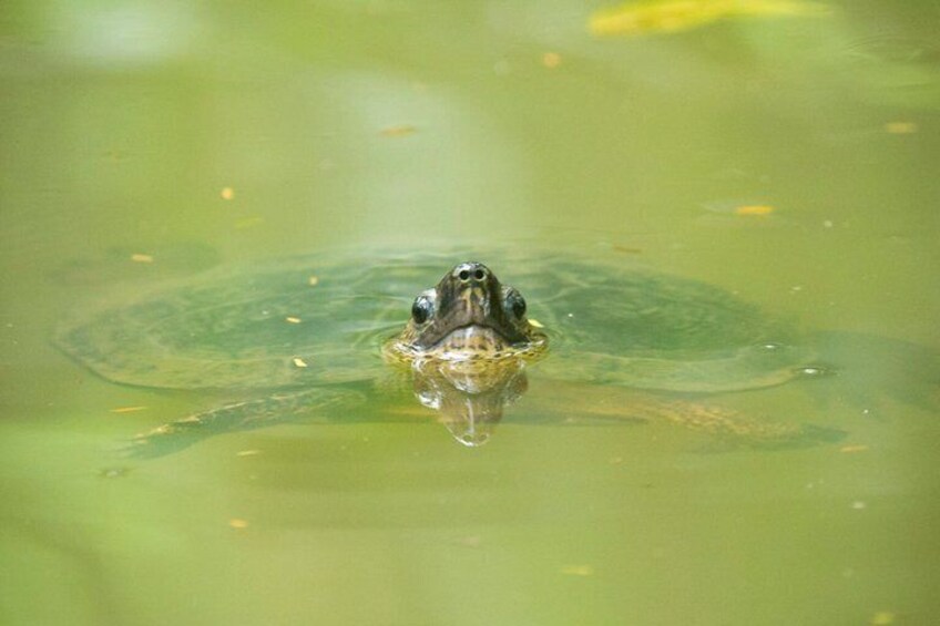 A turtle swimming in clear water. 4