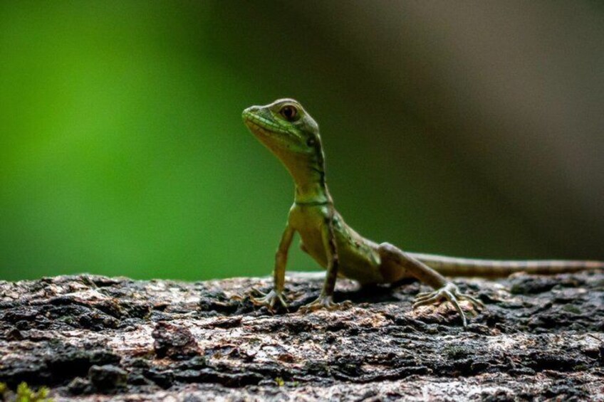 A lizard on a textured surface. 5