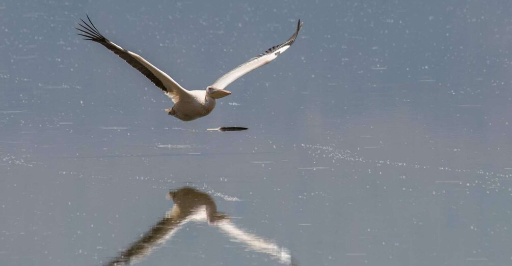 A bird in flight over a calm body of water with its reflection visible. 5
